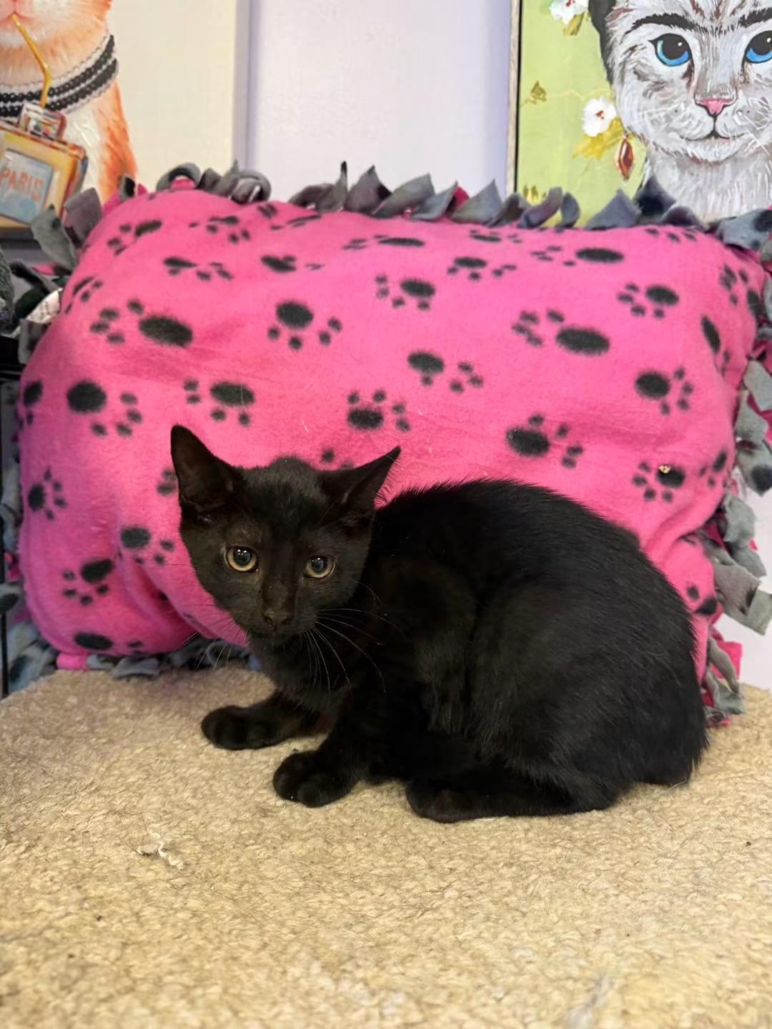 Boo Boo Kitty, adopted, Young Female Domestic Short Hair.