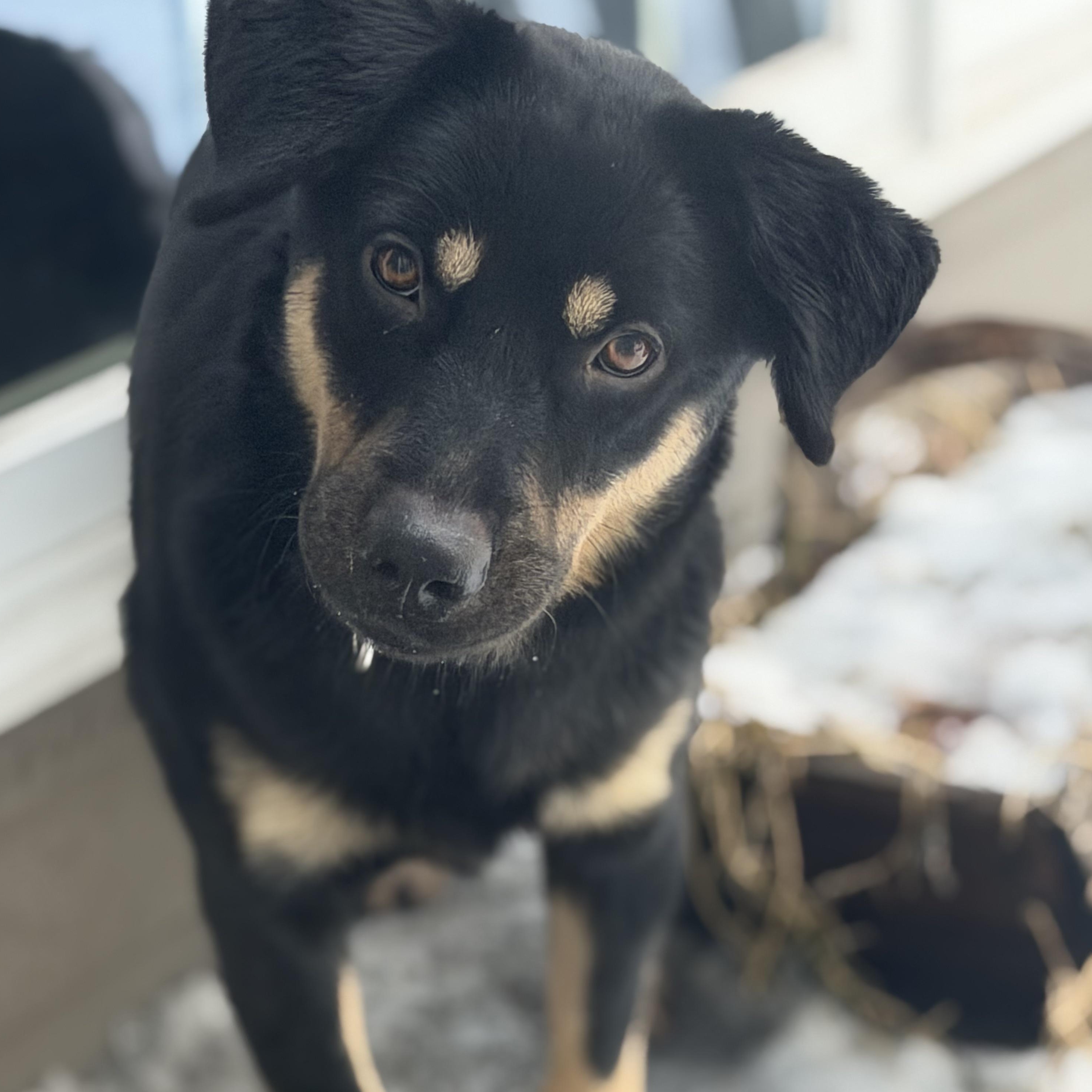 Enlarge Sawyer, a Adoptable mixed breed in Ridgefield, CT image 2/6