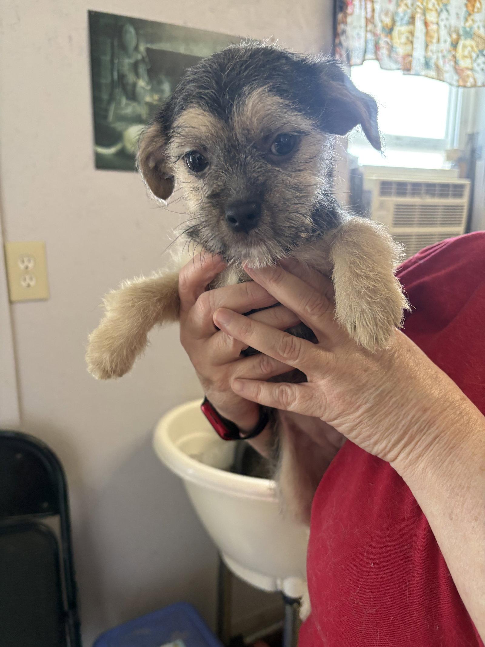 Evy, Adopted, Young Female Terrier.