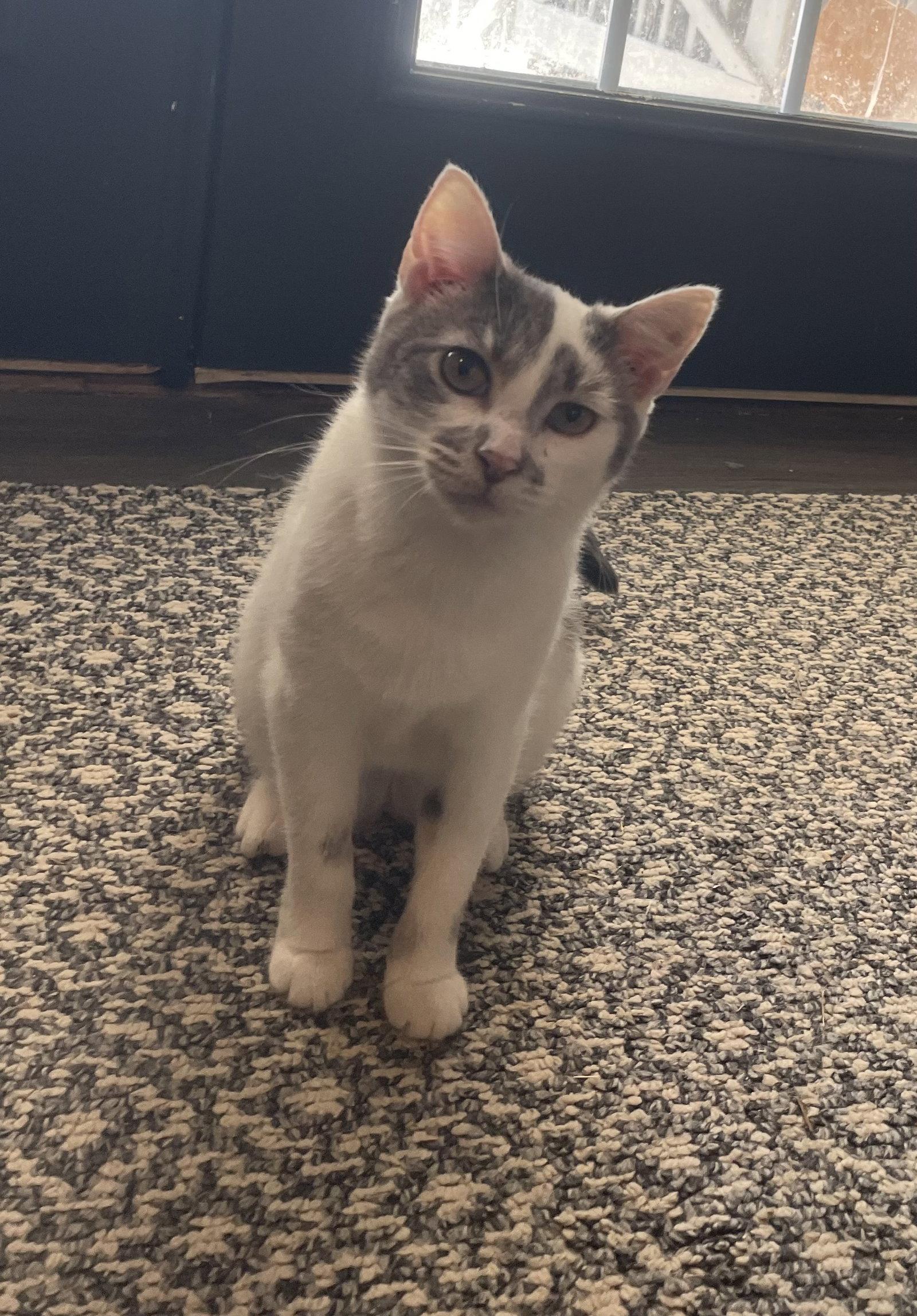 Enlarge Sweetie, a Adoptable Domestic Short Hair in Columbus, IN image 2/3