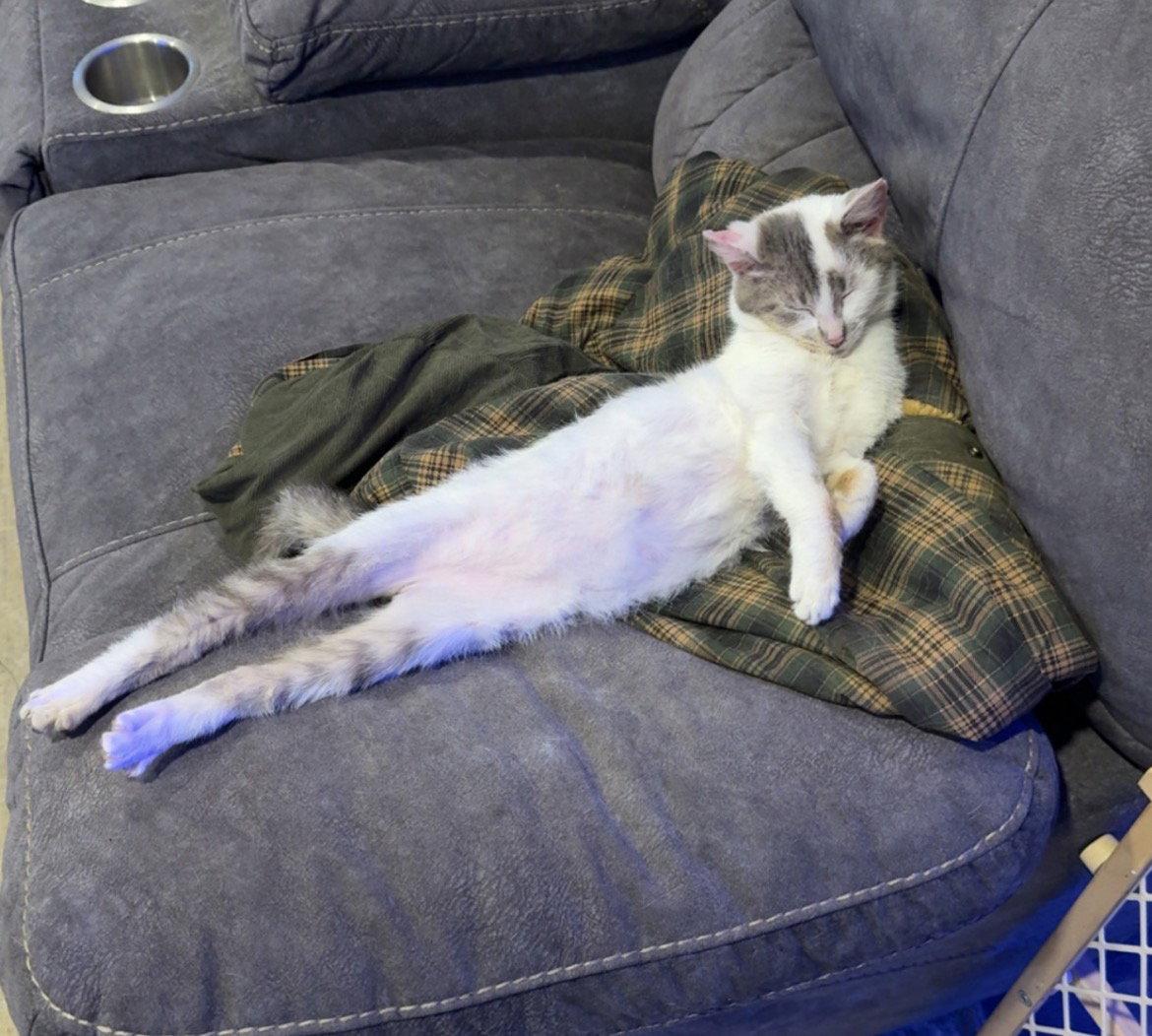 Enlarge Sweetie, a Adoptable Domestic Short Hair in Columbus, IN image 3/3