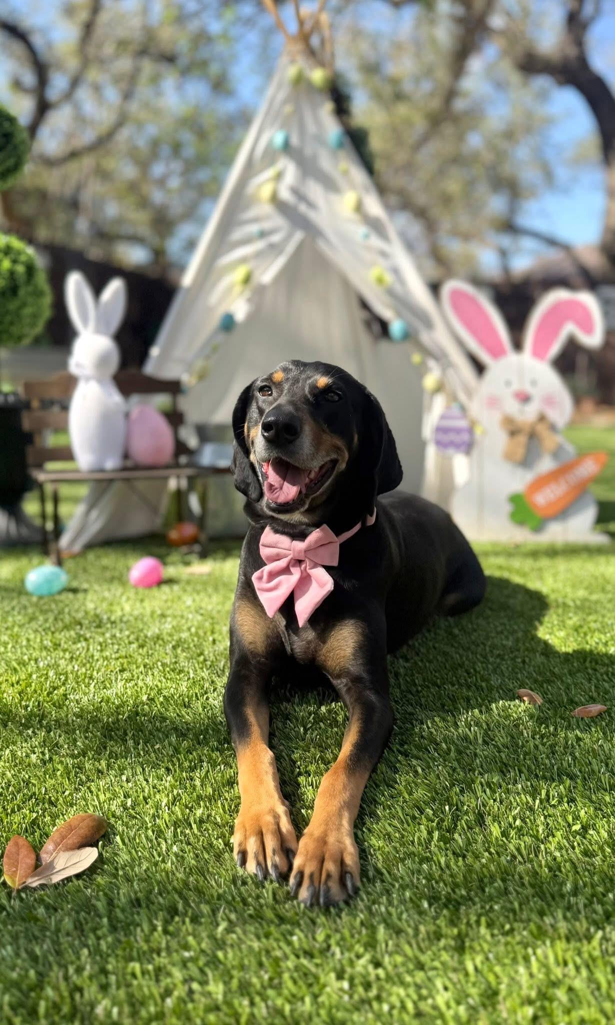 Enlarge Lucille, a Adoptable mixed breed in Branson, MO image 2/6