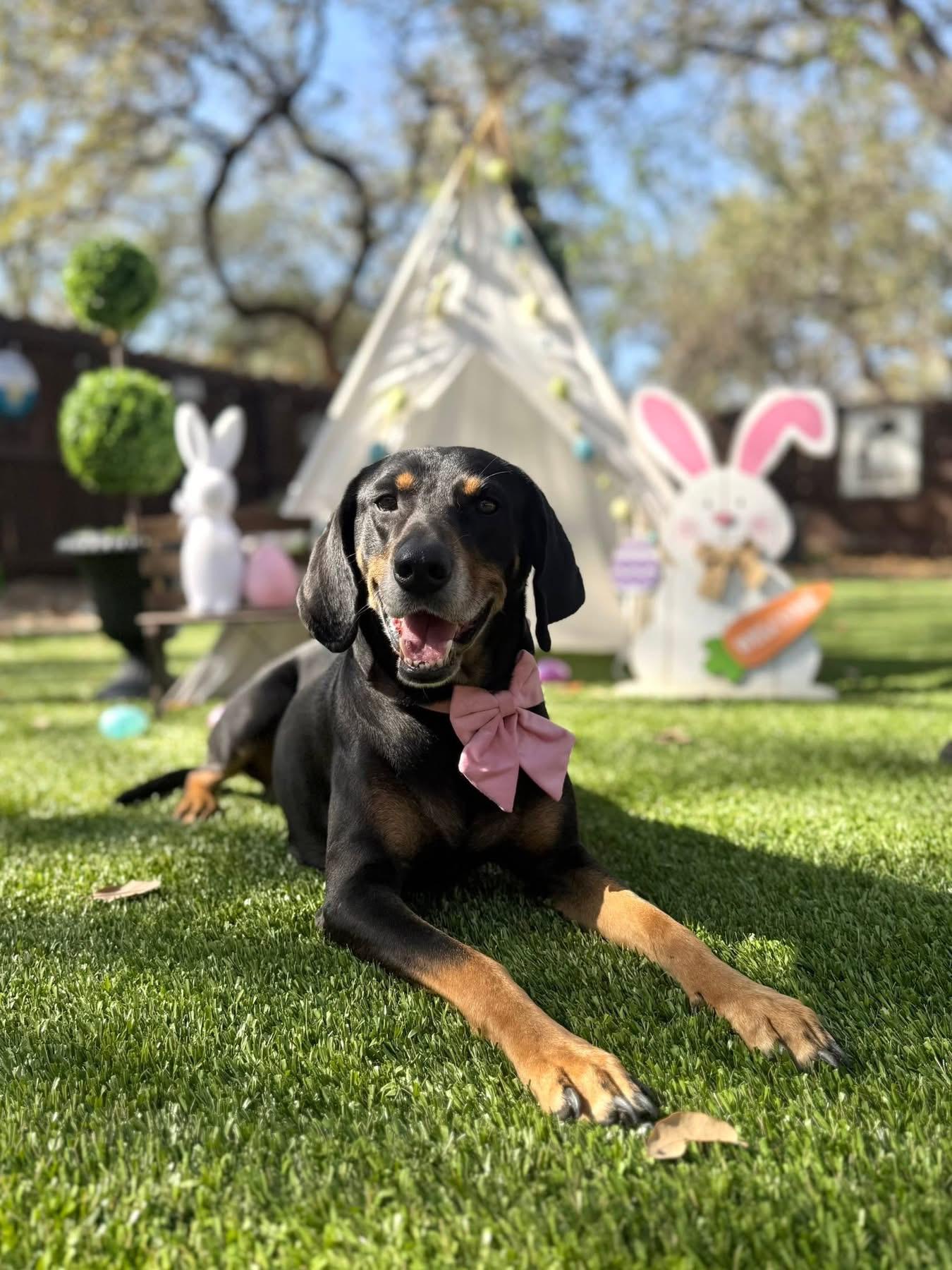 Enlarge Lucille, a Adoptable mixed breed in Branson, MO image 5/6