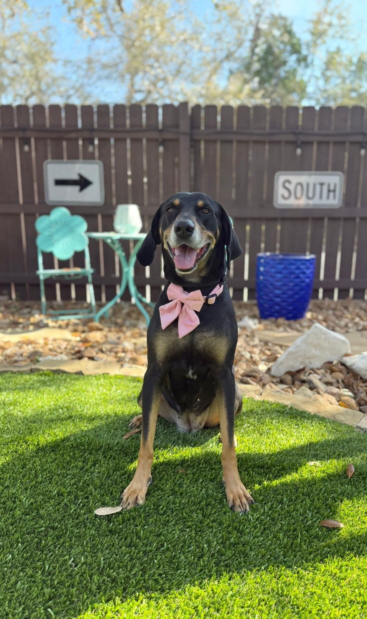 Enlarge Lucille, a Adoptable mixed breed in Branson, MO image 1/6