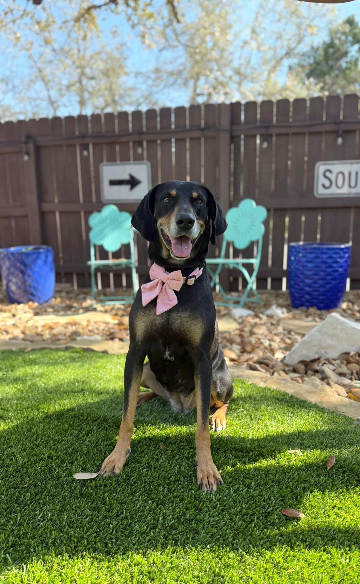 Enlarge Lucille, a Adoptable mixed breed in Branson, MO image 4/6