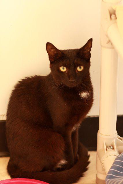 Aunt Bea, Adoptable, Senior Female Domestic Short Hair.