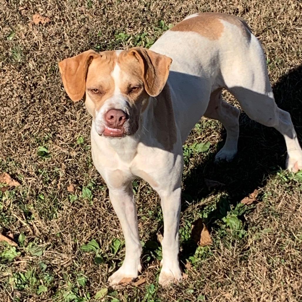 Sweet Pea, Adoptable, Adult Female Mixed Breed.