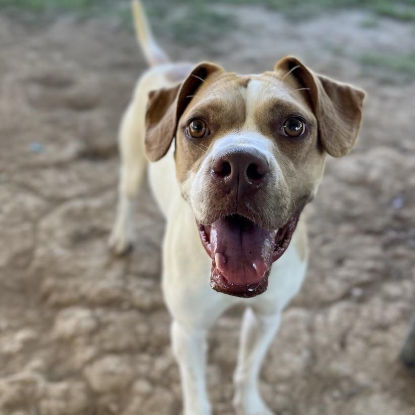 Sweet Pea, Adoptable, Adult Female Mixed Breed.