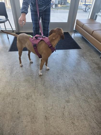 Vixen — thumbnail 2