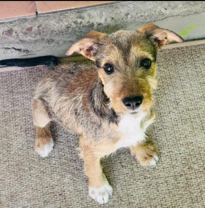 Enlarge Shay, a Adoptable mixed breed in Oceanside, CA image 1/1