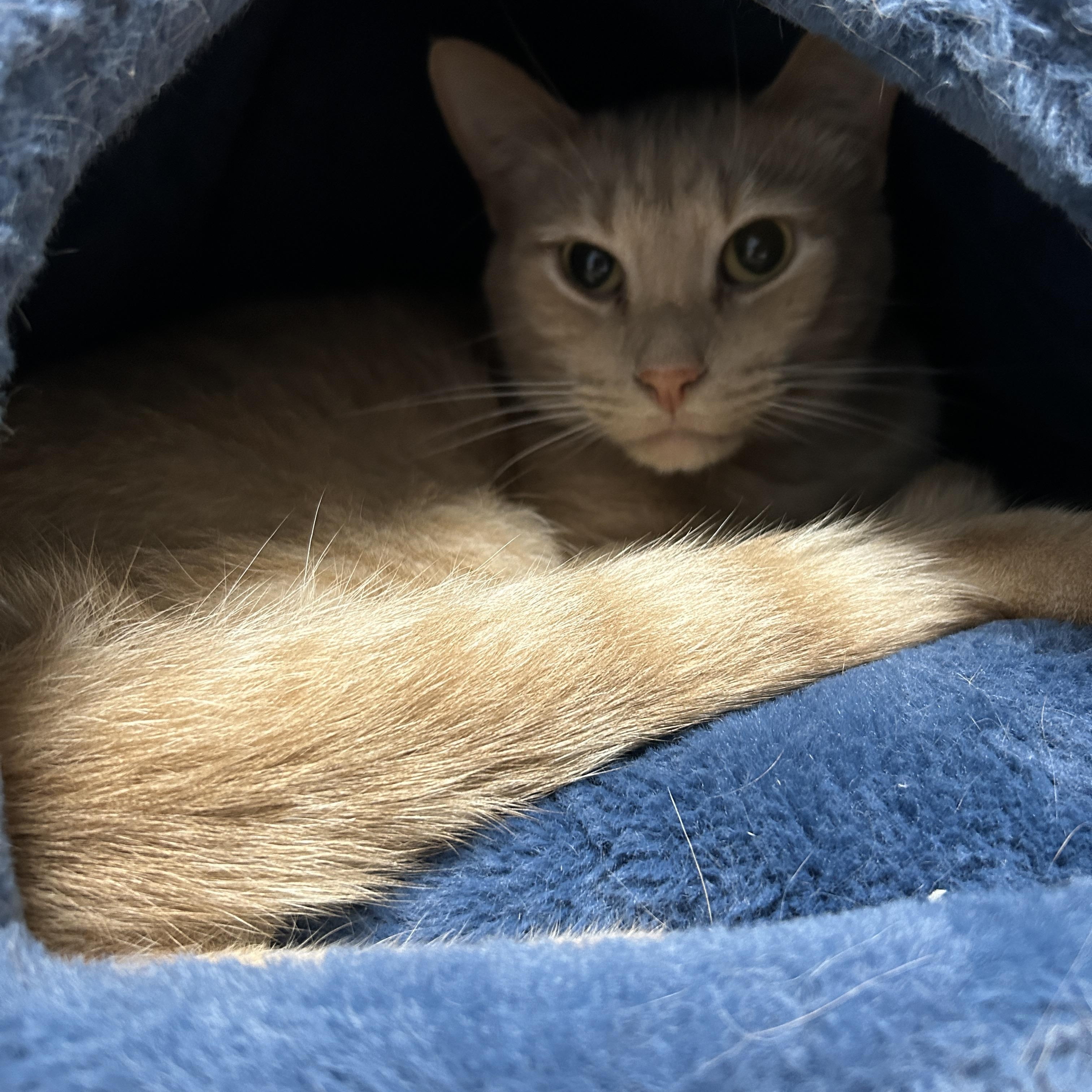 Mush, a Adoptable Domestic Short Hair in La Grange Park, IL image 2/6