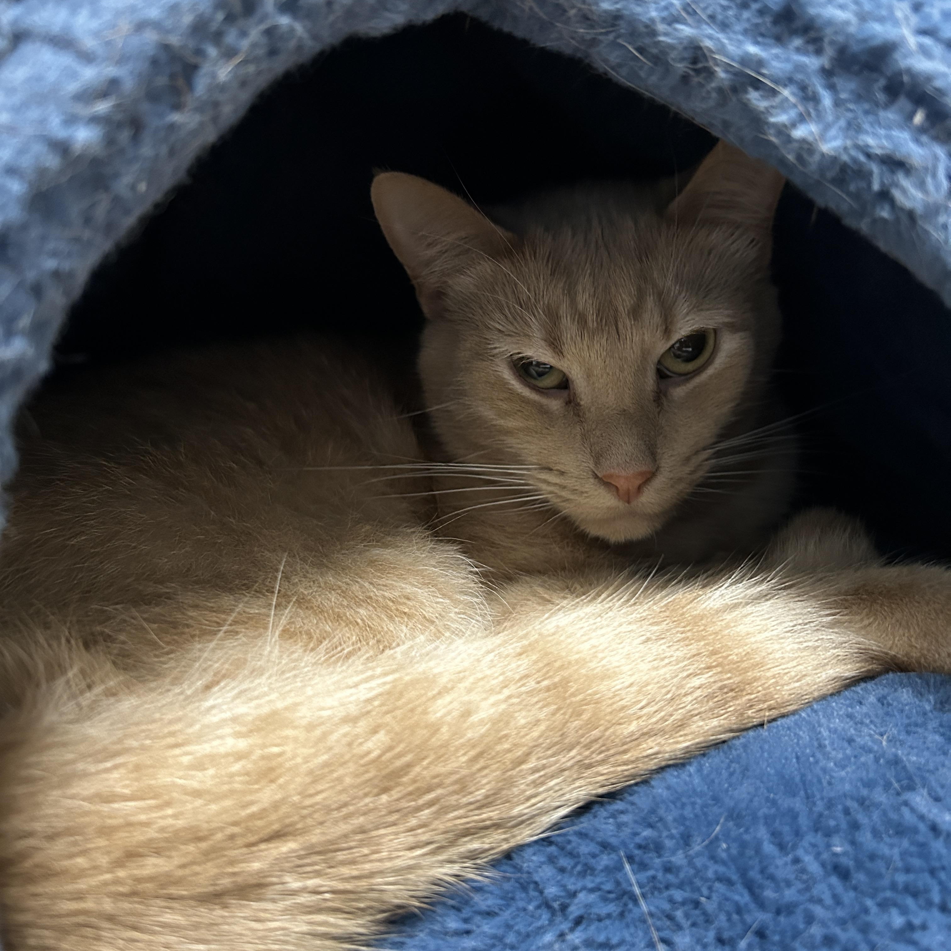 Mush, Adoptable, Adult Male Domestic Short Hair.