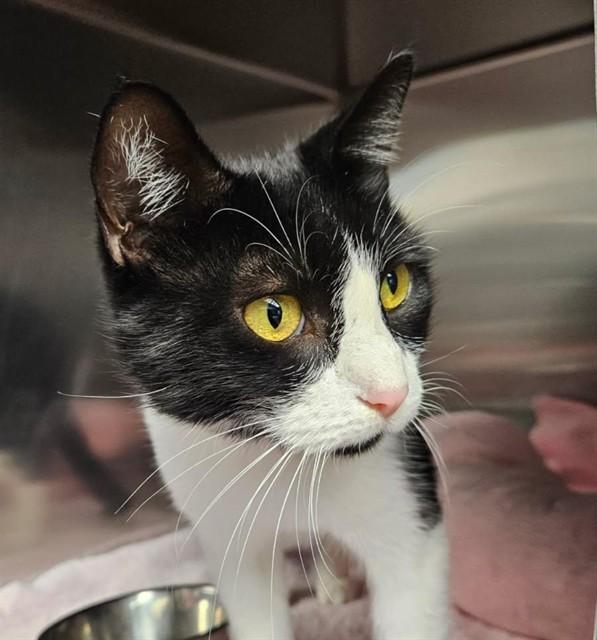 Enlarge LARIE, a Adoptable Domestic Short Hair in Decatur, IL image 1/1