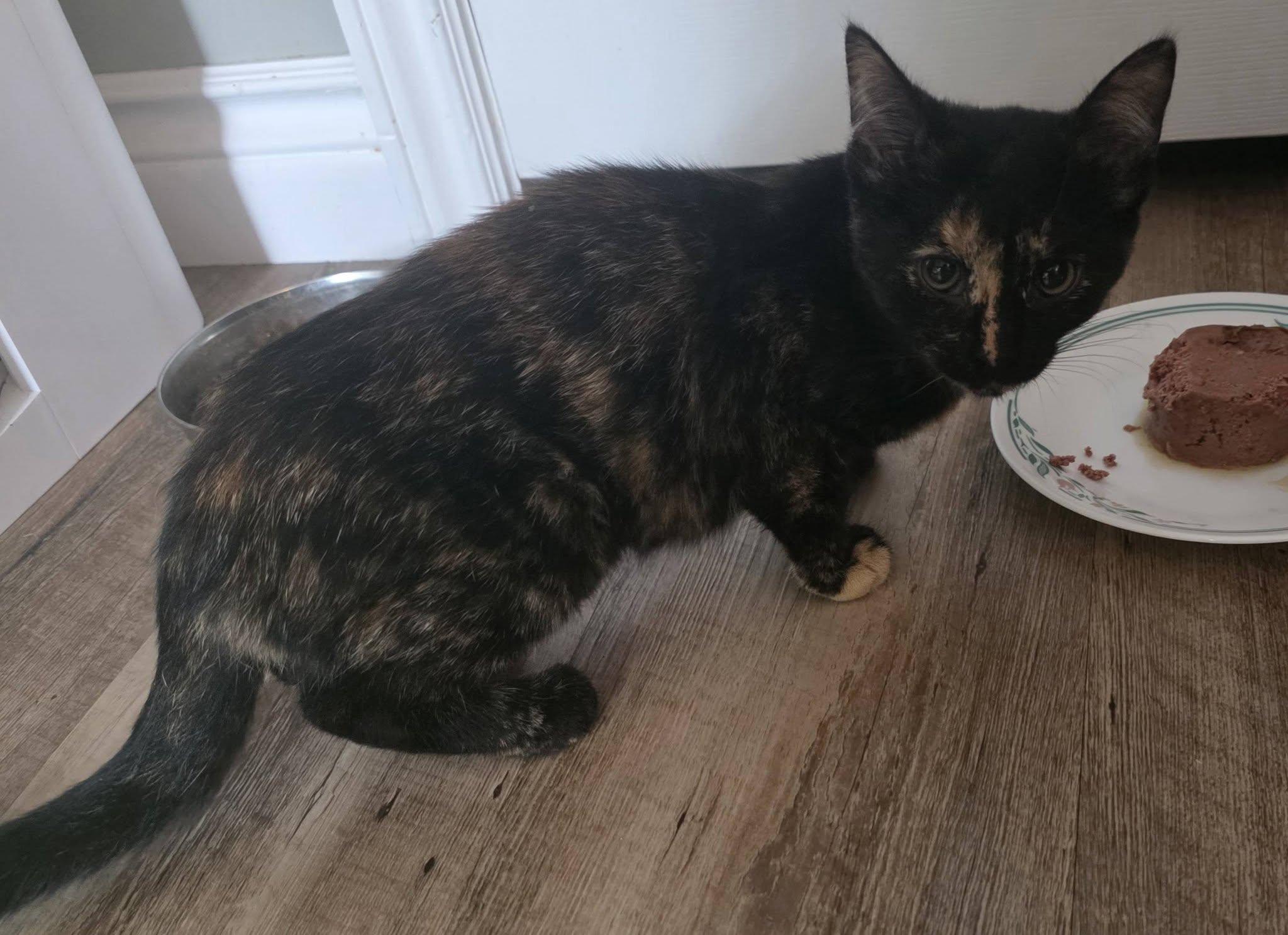 Enlarge Jyn, an adopted Domestic Short Hair in Spencerville, ON image 5/5