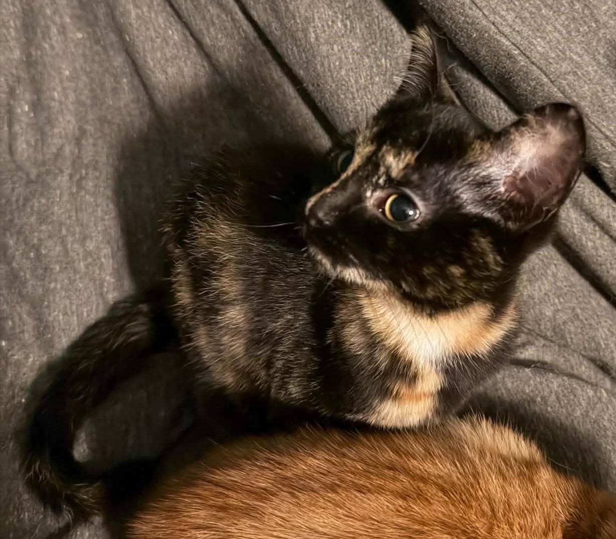 Enlarge Jyn, an adopted Domestic Short Hair in Spencerville, ON image 3/5