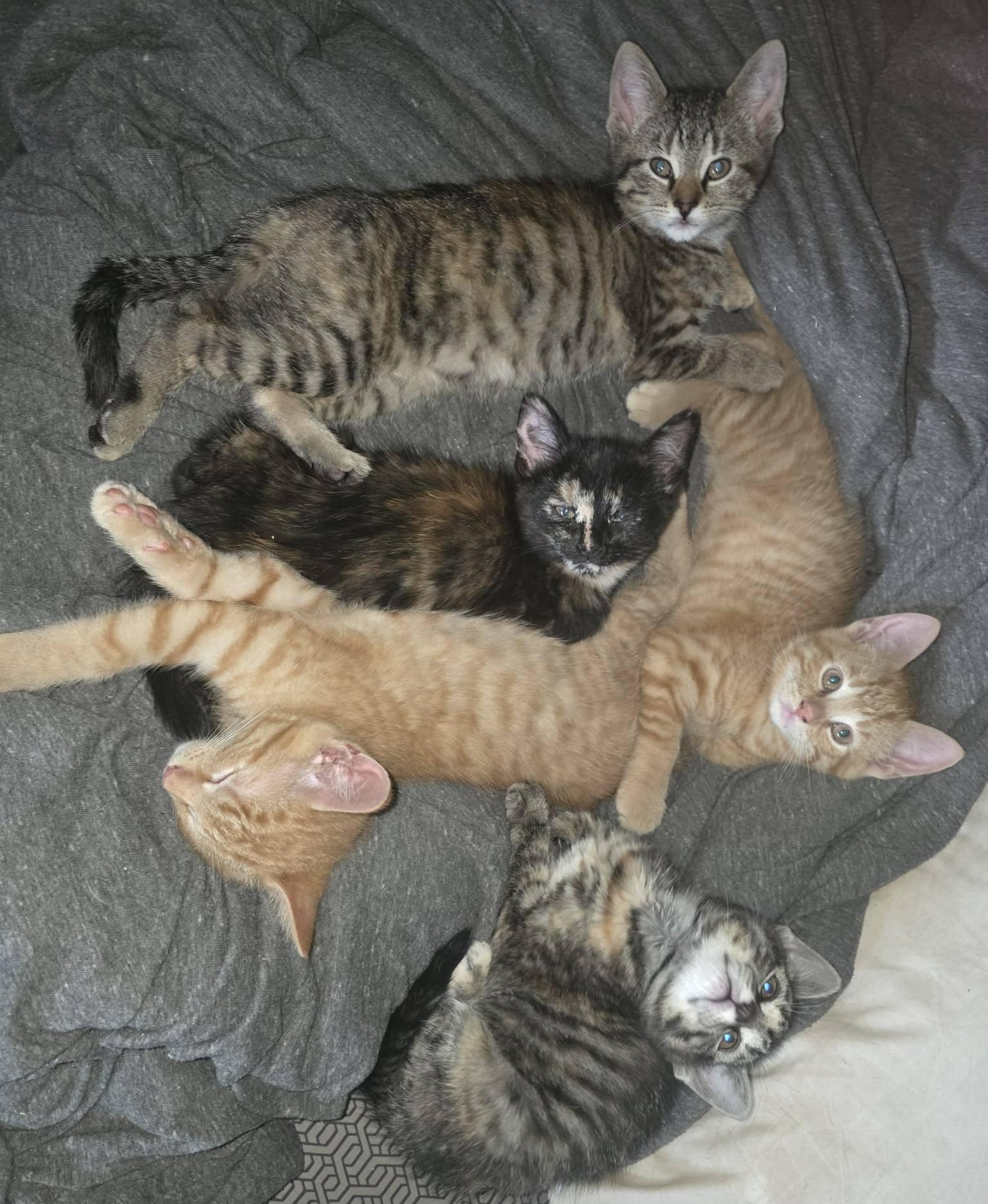 Enlarge Jyn, an adopted Domestic Short Hair in Spencerville, ON image 4/5