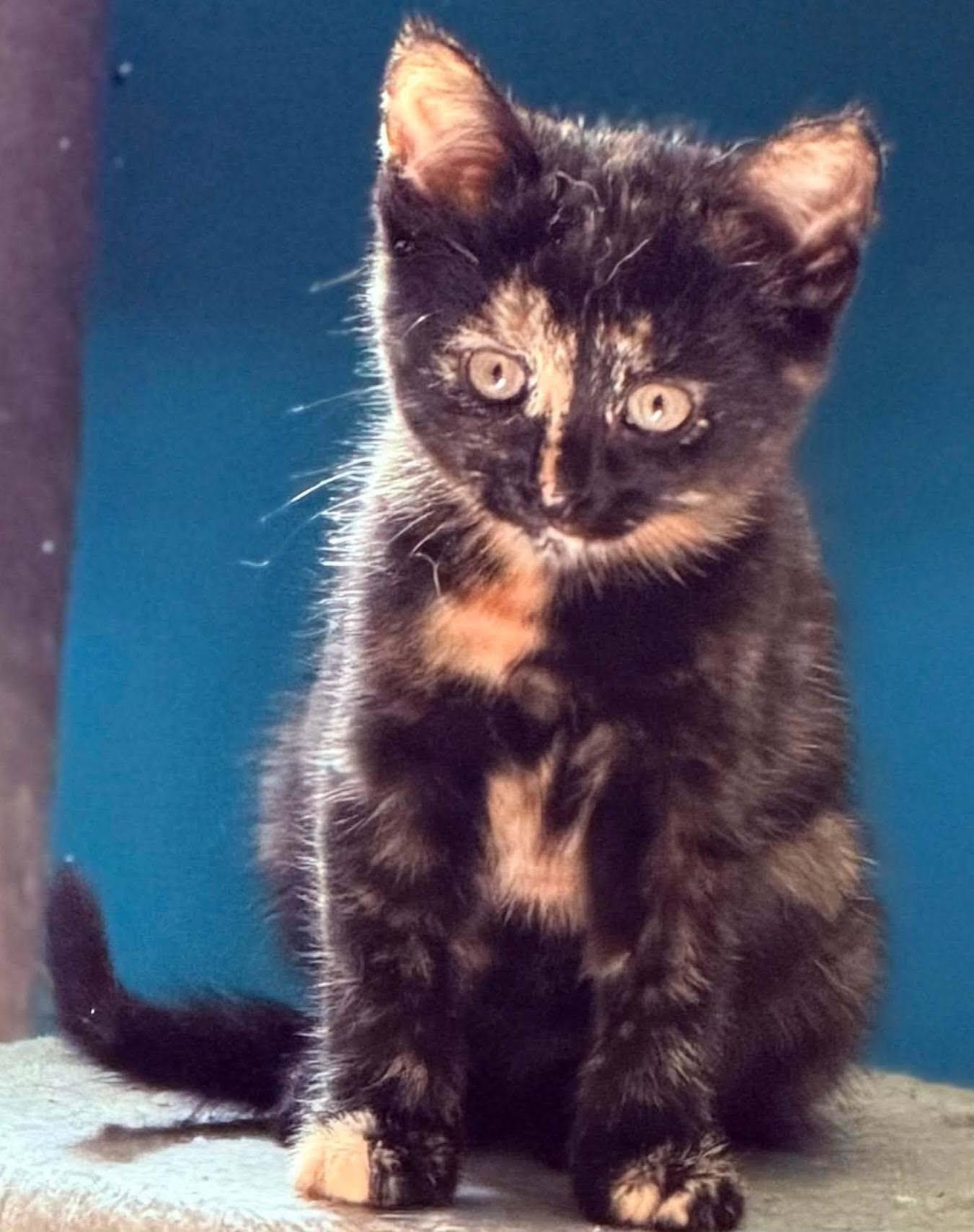 Jyn, adopted, Kitten Female Domestic Short Hair.