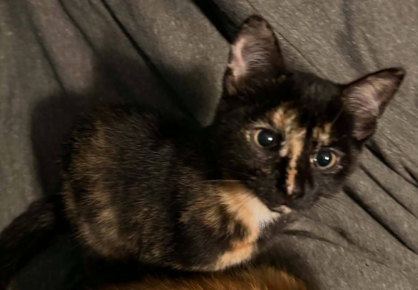 Enlarge Jyn, an adopted Domestic Short Hair in Spencerville, ON image 2/5