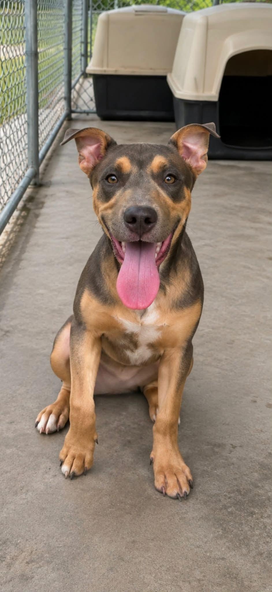 Nellie, Adoptable, Puppy Female Rottweiler.