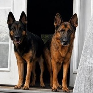 Enlarge Rue, a ADOPTABLE German Shepherd Dog in atlanta, GA image 5/5