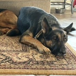 Enlarge Rue, a ADOPTABLE German Shepherd Dog in atlanta, GA image 3/5