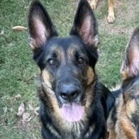 Enlarge Rue, a ADOPTABLE German Shepherd Dog in atlanta, GA image 2/5