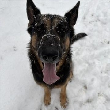 Rue, ADOPTABLE, Adult Female German Shepherd Dog.