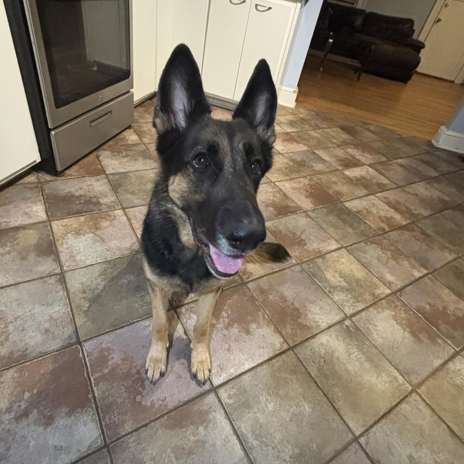 Enlarge Rue, a ADOPTABLE German Shepherd Dog in atlanta, GA image 4/5