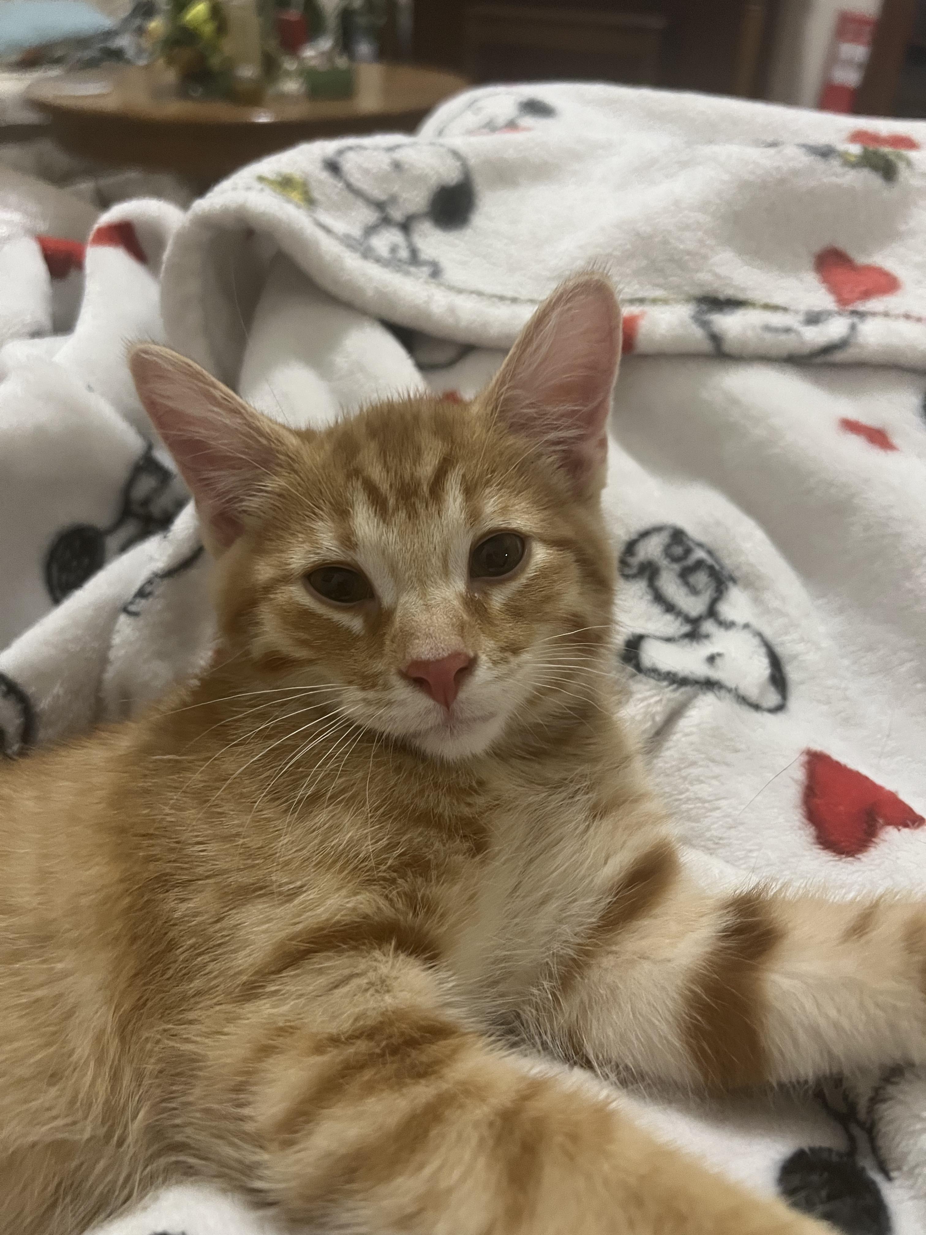 Enlarge Sweet Pea, a Adoptable Domestic Short Hair in Findlay, OH image 1/2