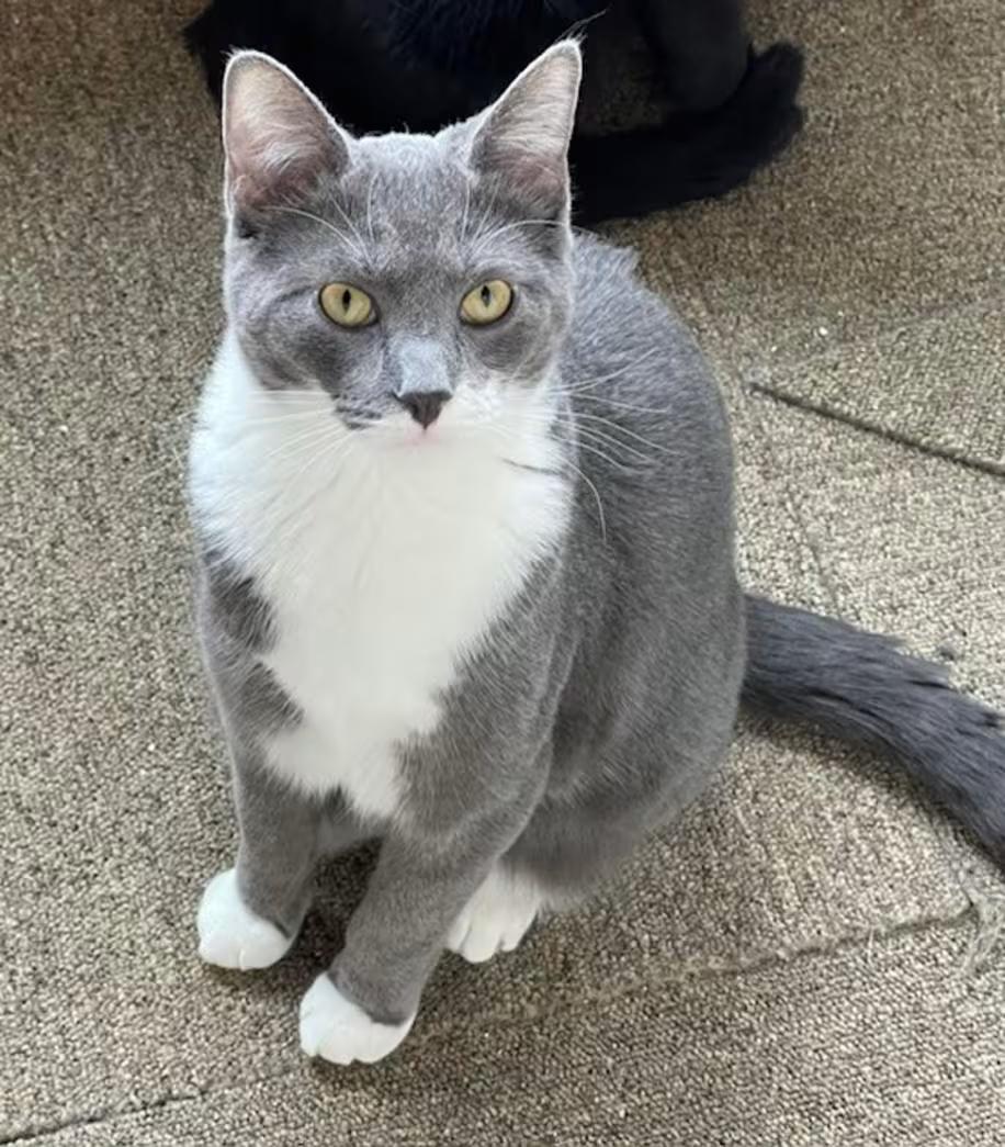 Enlarge Sweet Pea, a Adoptable Domestic Short Hair in Findlay, OH image 2/2