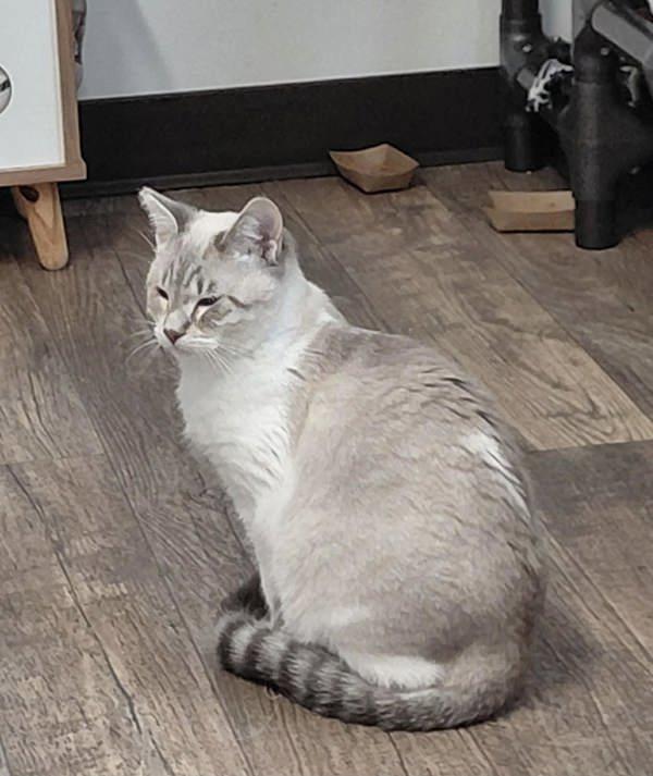 Enlarge Lyndsey, a Adoptable mixed breed in McMinnville, OR image 1/1