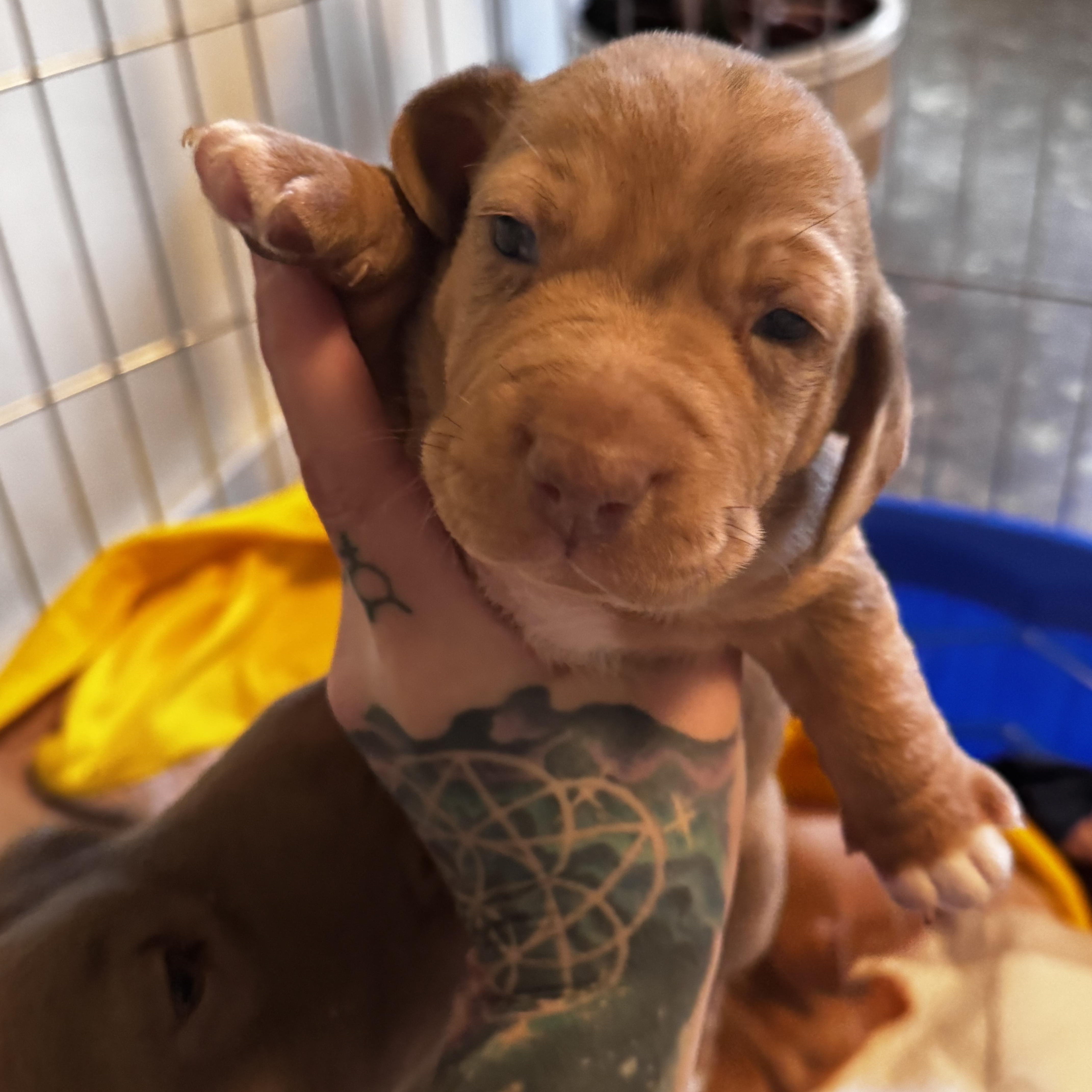 Peppermint, Adoptable, Puppy Female Pit Bull Terrier & Chihuahua.