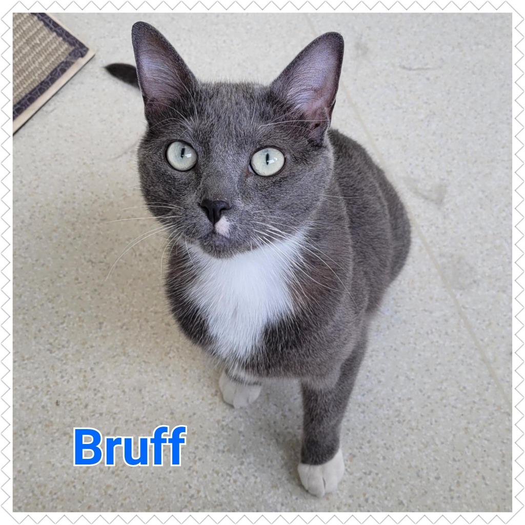 Enlarge Bruff, a Adopted mixed breed in North Saint Paul, MN image 1/6