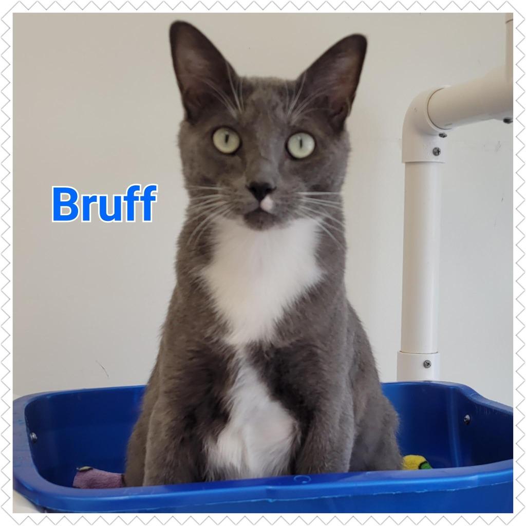Enlarge Bruff, a Adopted mixed breed in North Saint Paul, MN image 2/6