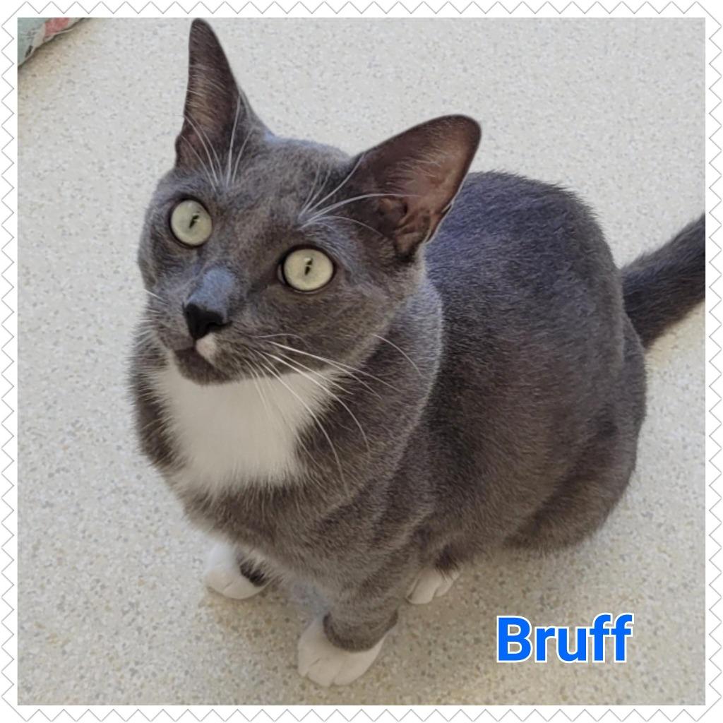 Enlarge Bruff, a Adopted mixed breed in North Saint Paul, MN image 3/6