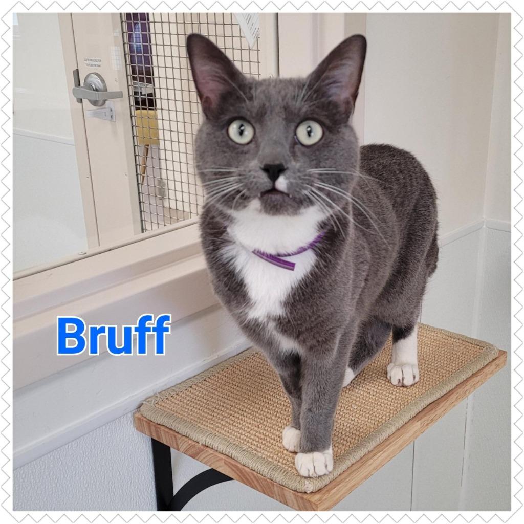 Enlarge Bruff, a Adopted mixed breed in North Saint Paul, MN image 4/6