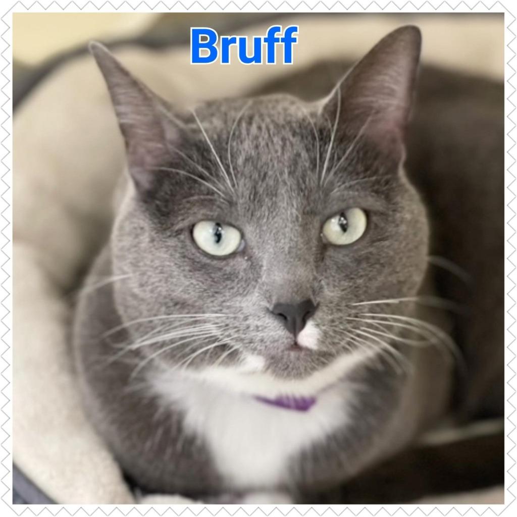 Enlarge Bruff, a Adopted mixed breed in North Saint Paul, MN image 5/6