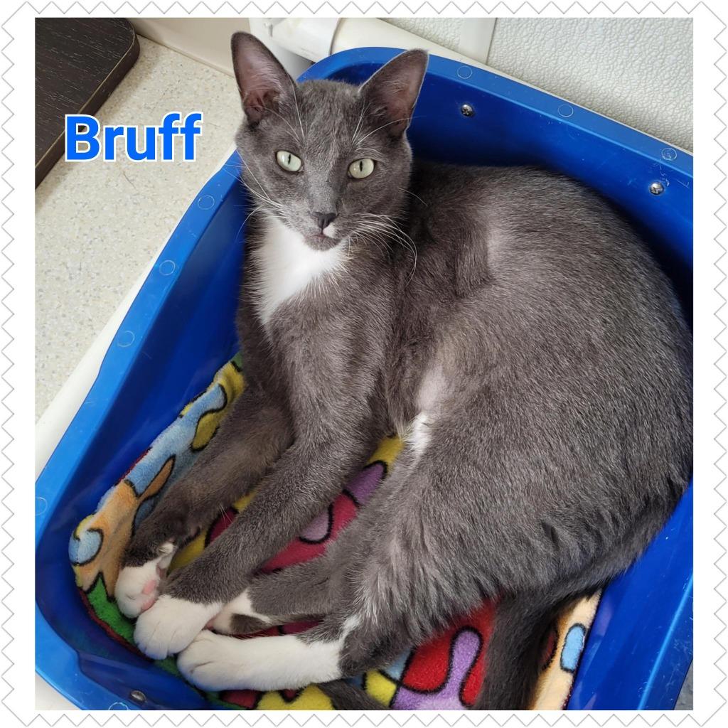 Enlarge Bruff, a Adopted mixed breed in North Saint Paul, MN image 6/6