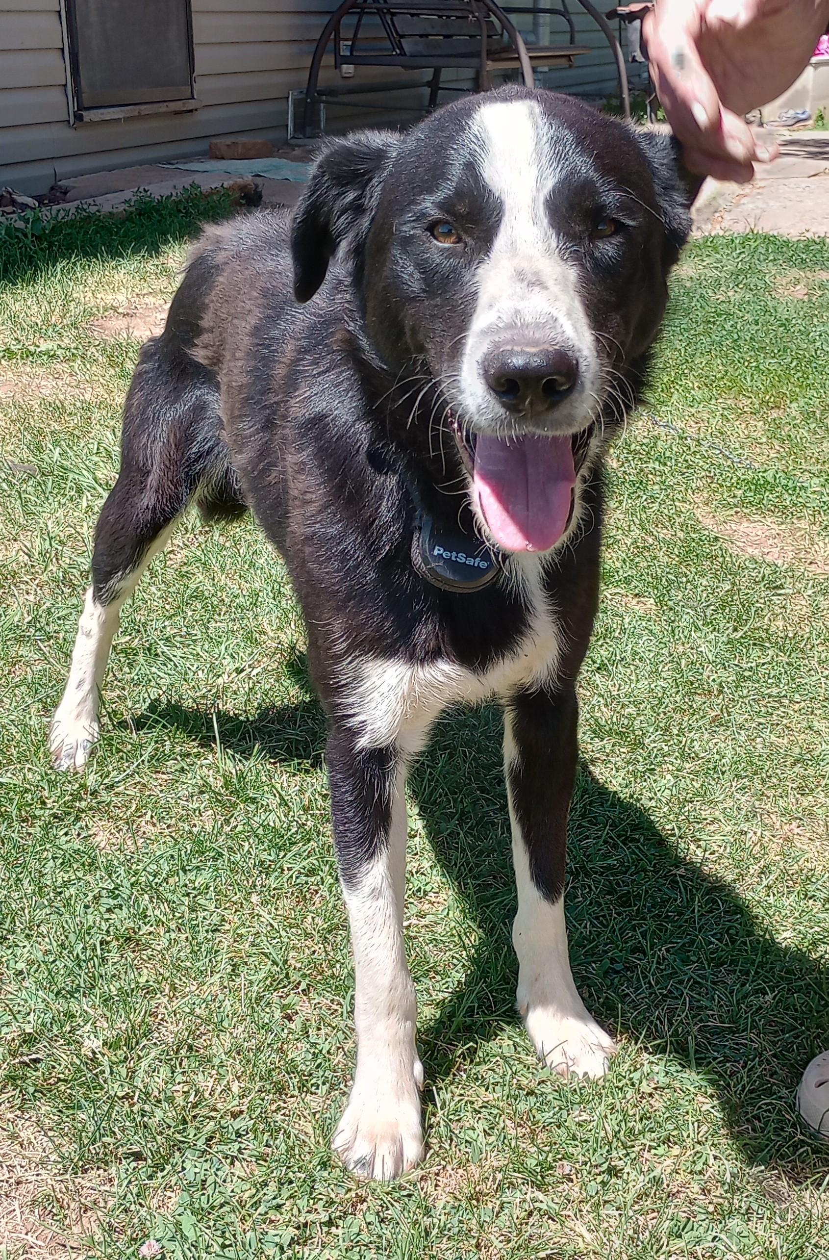 Buddy, Adopted, Young Male Border Collie & Standard Poodle.