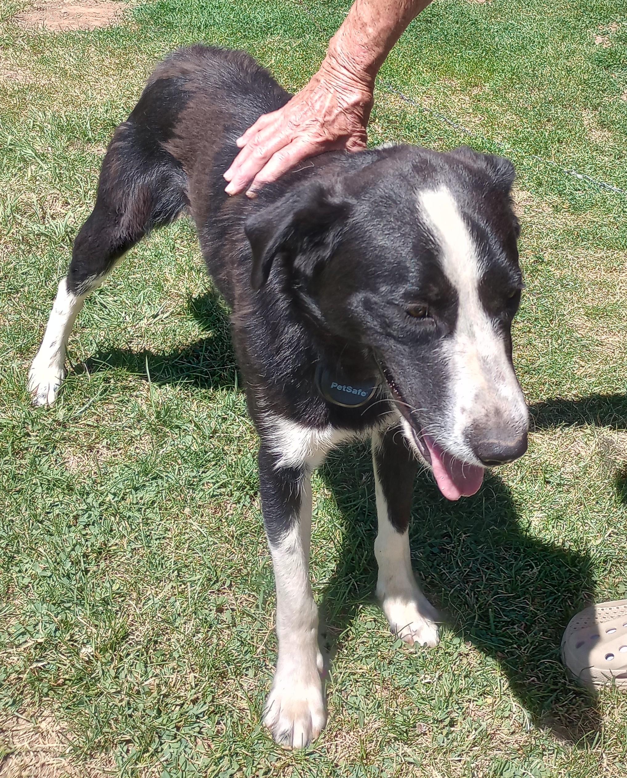 Buddy, a Adopted mixed breed in Cortez, CO image 2/6