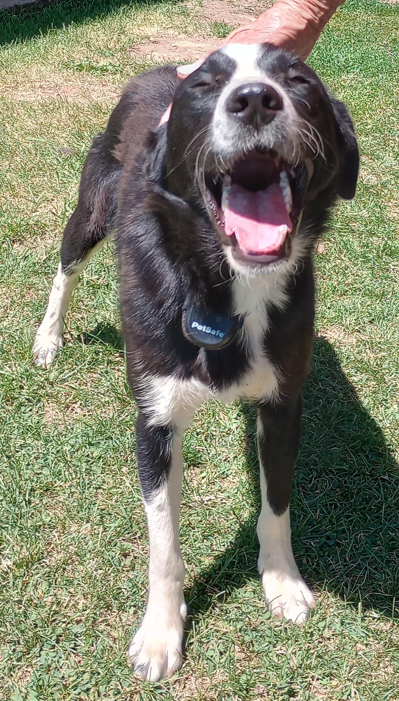 Buddy, a Adopted mixed breed in Cortez, CO image 3/6