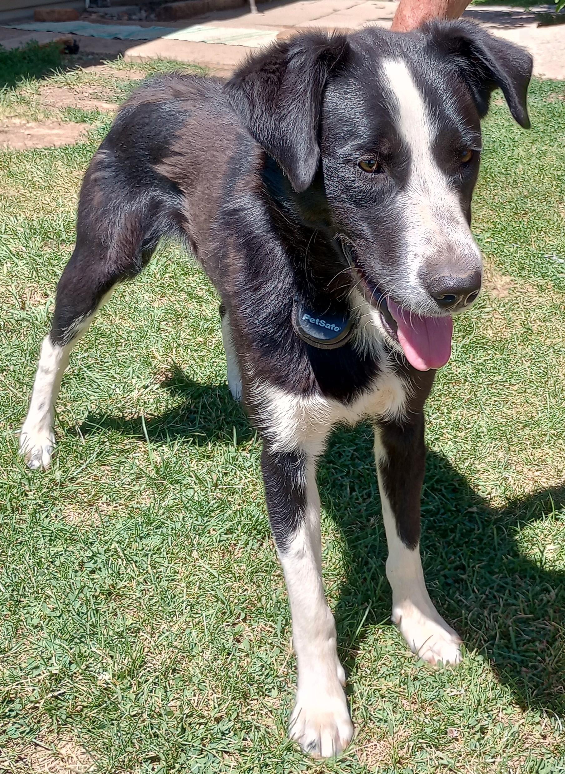 Buddy, a Adopted mixed breed in Cortez, CO image 4/6