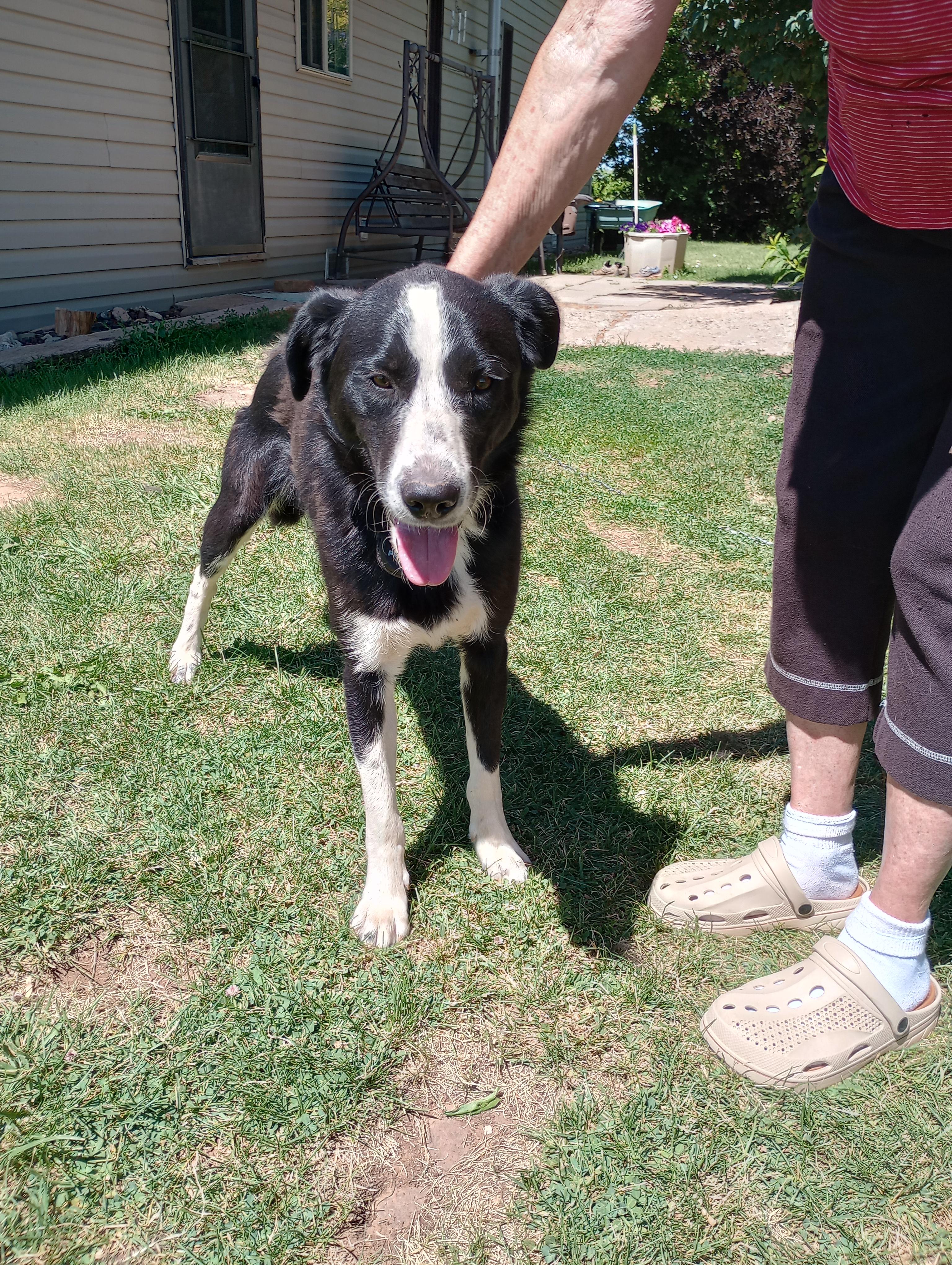 Buddy, a Adopted mixed breed in Cortez, CO image 5/6