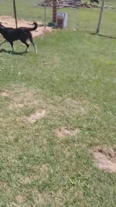 Enlarge Buddy, a Adopted mixed breed in Cortez, CO video 6/6