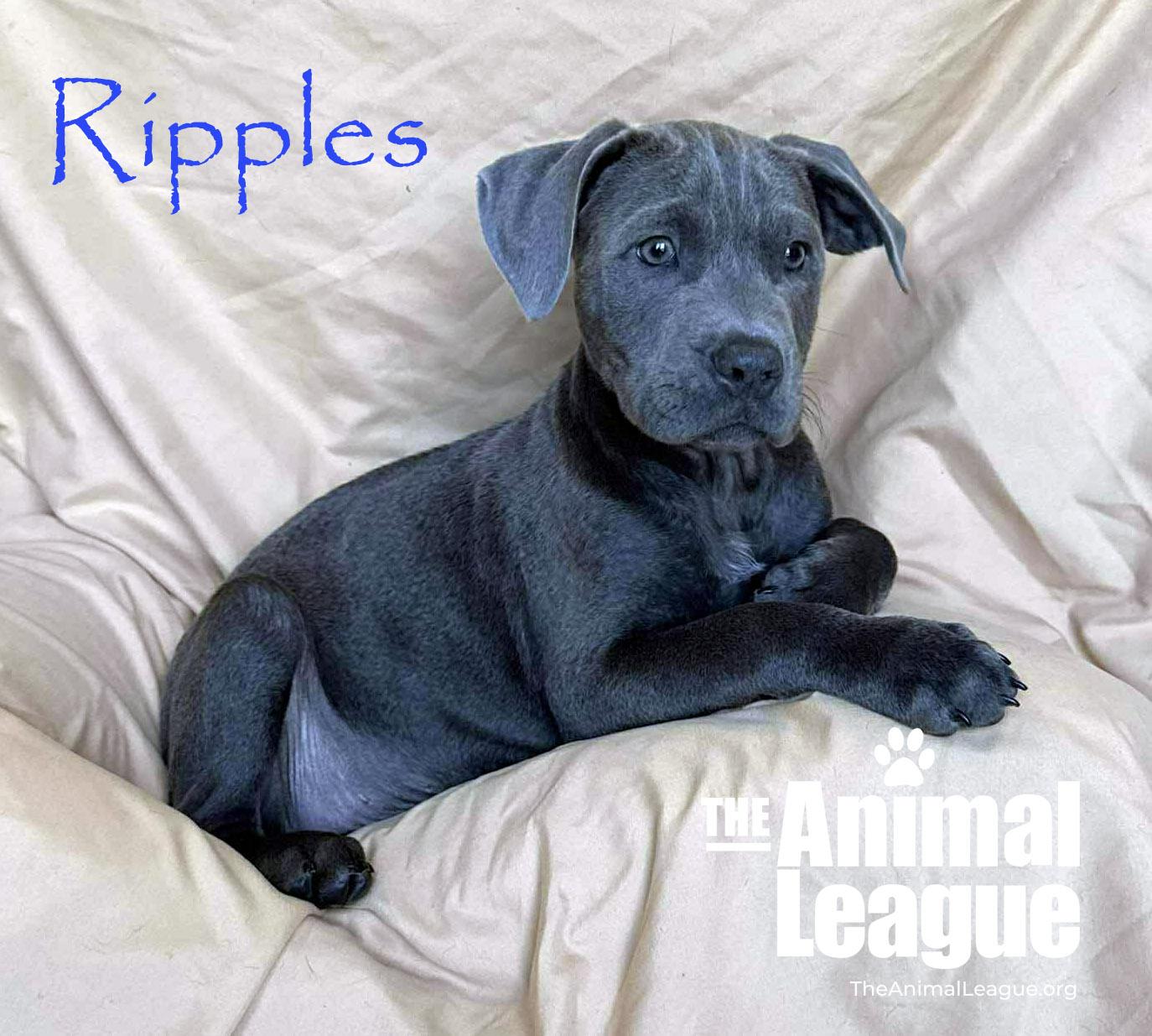 Enlarge Ripples, a Adoptable mixed breed in Groveland, FL image 3/4