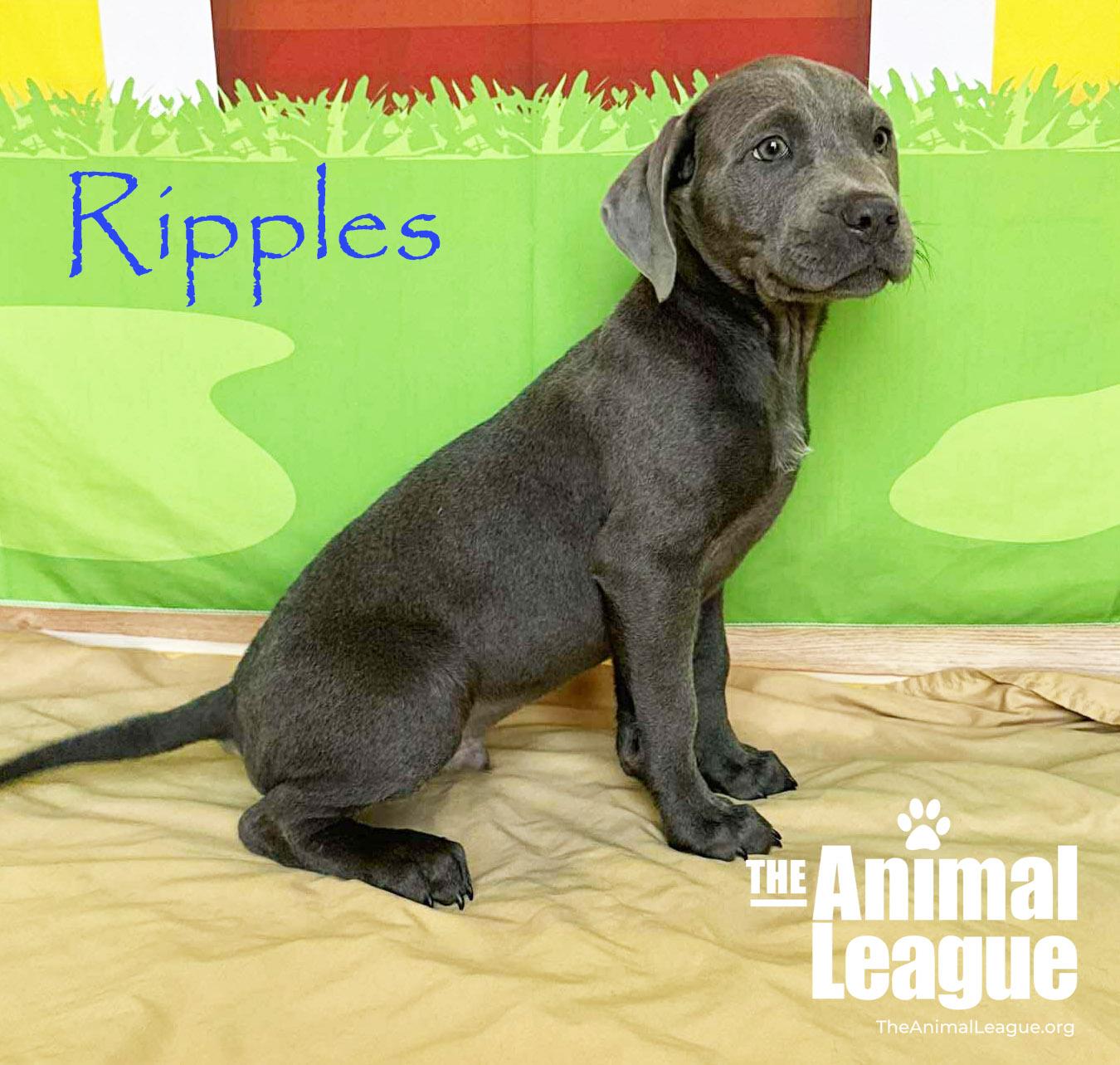 Enlarge Ripples, a Adoptable mixed breed in Groveland, FL image 4/4