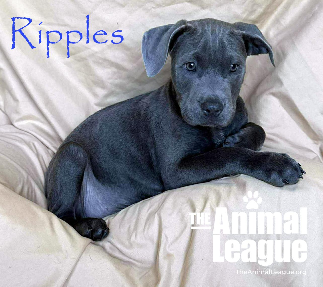 Ripples, Adoptable, Puppy Male Labrador Retriever & Australian Cattle Dog / Blue Heeler.
