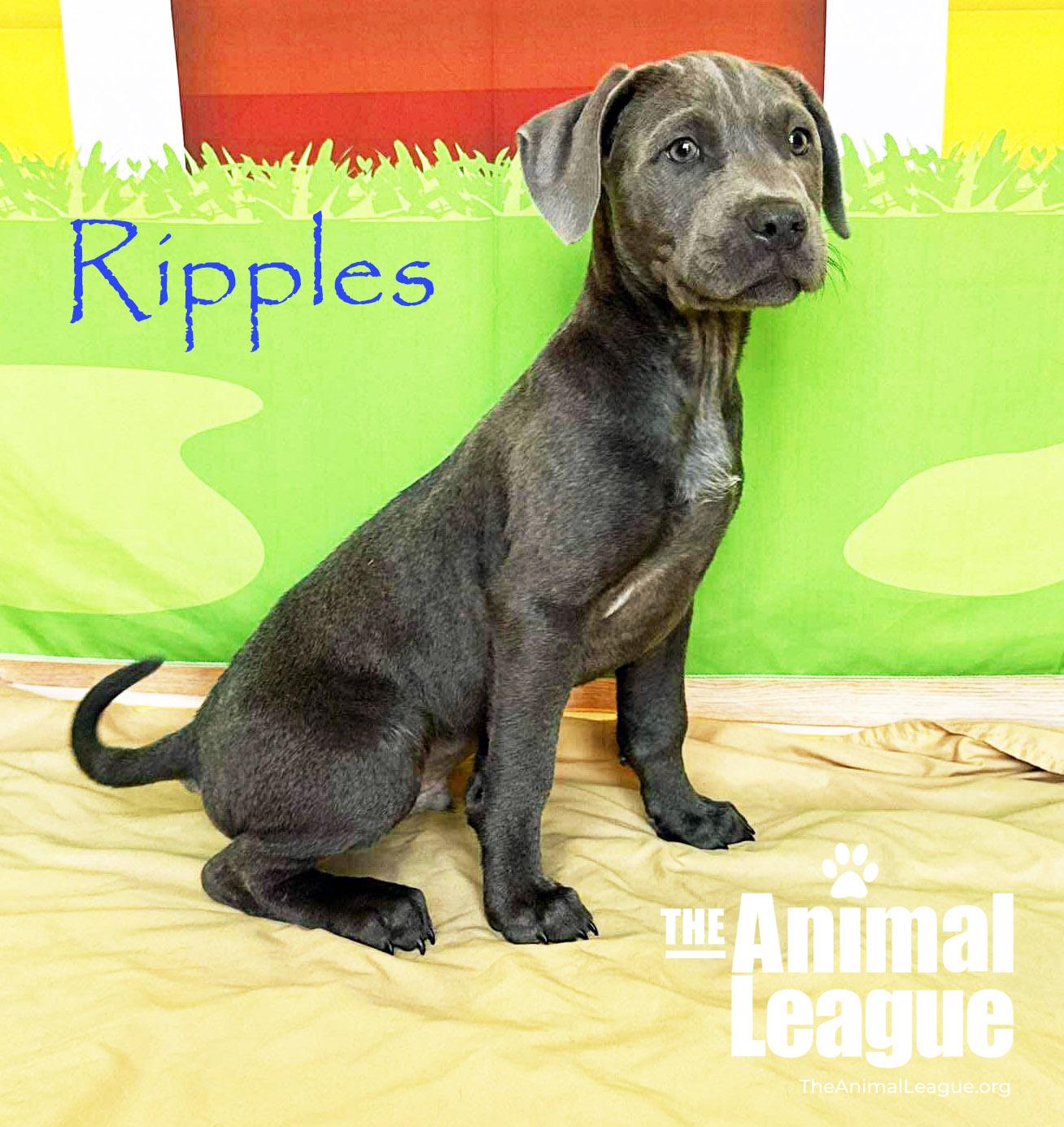 Enlarge Ripples, a Adoptable mixed breed in Groveland, FL image 2/4