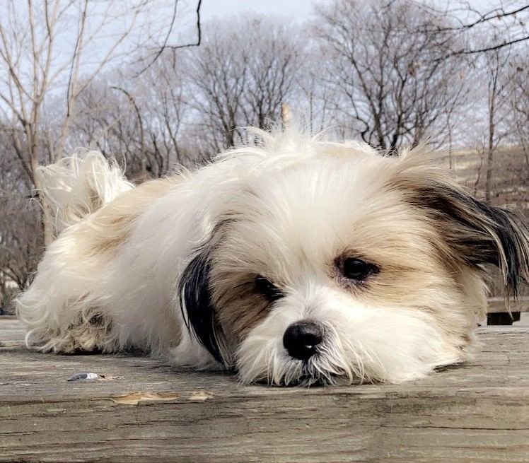 Cesar, a Adopted mixed breed in Rochester, NY image 1/3