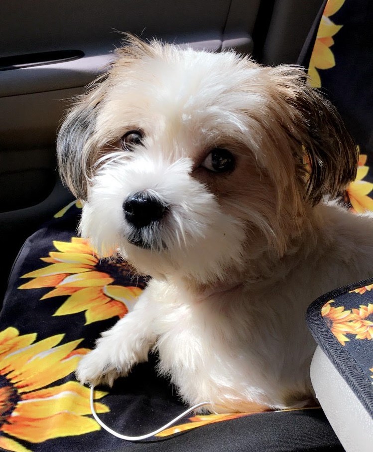 Cesar, a Adopted mixed breed in Rochester, NY image 2/3